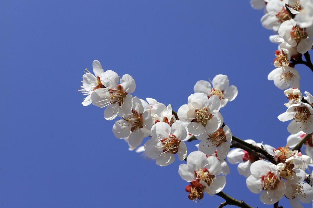 spring, spring flowers, plum tree-7113012.jpg